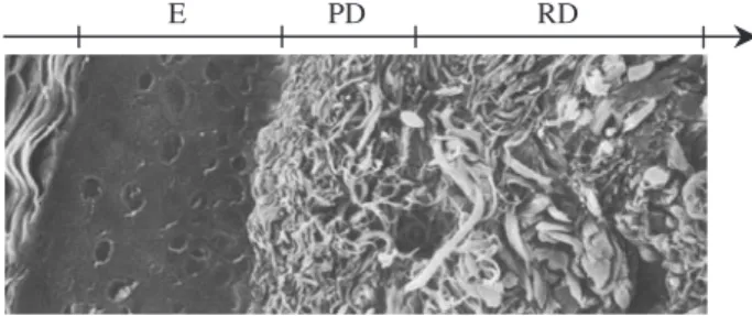 Figure 4. Schematic representation of the fluorescence modelling: