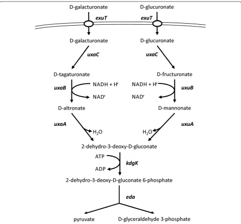 Figure 1 Schematic representation of the D-galacturonate and D-glucuronate catabolic pathways ofdeoxygluconokinase; E