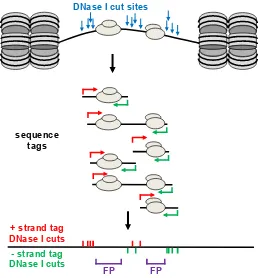 Figure S3: Chromatin structure based modelling of strand-speciﬁc DNase-seq dataarising from DHSs