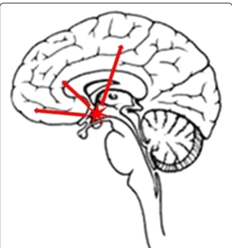 Figure 5 The hypothalamus communicated with the frontallobe, parietal lobe, and cingulate gyrus in CH development.