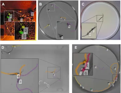 Fig. 3. Examples of trajectory data obtained using UMATracker. (A) Four mice in a non-uniformly illuminated cage