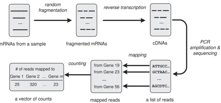 Figure 2.3: RNA-sequencing (RNA-seq). The most commonly used modern genomewide assay. From a homogenate cell sample, mRNA is ﬁltered out andpassed through this pipeline to give integer count expression values forgenes