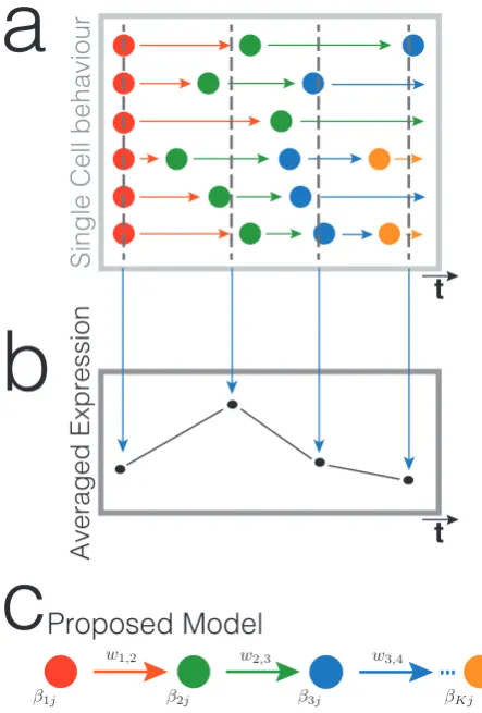 Figure 3.1: Model description.(a) In any biological system undergoing transitionsbetween multiple states where the time of transition is stochastic, cellsstates are heterogeneous in the population at any given time