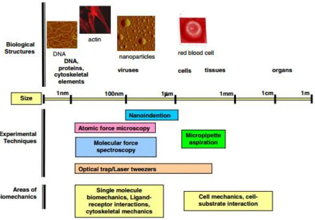 Figure 2.30: Experimental techniques for conducting mechanical tests in single cell andsingle molecule biomechanics (from [21]).