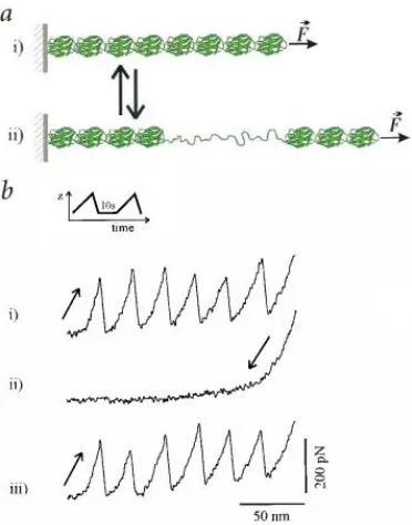 Figure 2.32: Force extension curves obtained by stretching titin proteins show periodicfeatures that are consistent with their modular construction (from [23])
