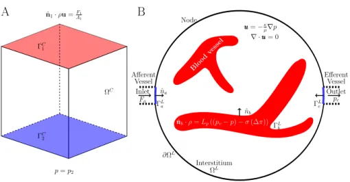 Figure 3: Sketch summarising the cube and whole lymph node models. Dashed black lines show position of afferent and efferent vessels, although these are not modelled