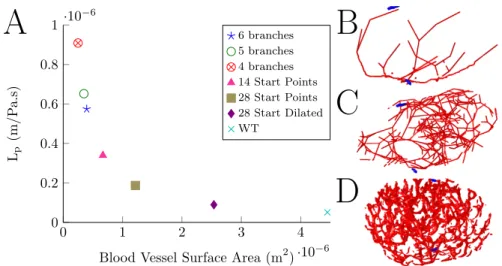 Figure 2: A) Relationship of blood vessel surface area to the value of L p , where the value of L p S = 2.27 × 10 −13 has been assumed and is represented by WT based on the wild type node from Cooper et al