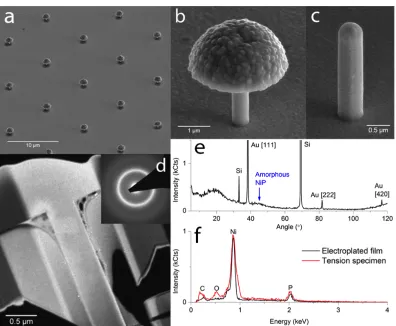 Figure 2.2: Microstructure characterization of fabricated MG samples. SEM im-ages of (a) a ∼10 micron-spaced array of tensile pillars created by the templatedelectroplating process
