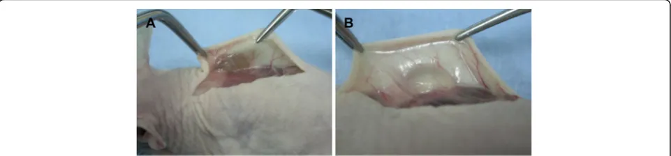 Fig. 1 Macroscopic view. Hydrogel (a) and hyaluronan gel filler (b) groups just before sacrifice (8 weeks after surgery)