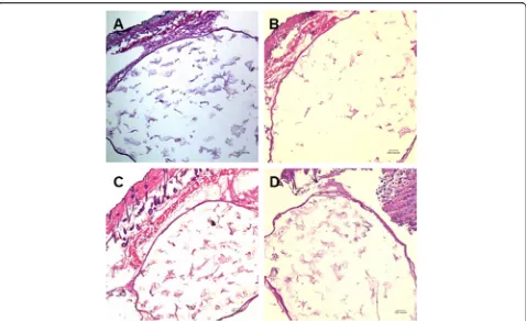 Fig. 4 Microscopic view of the hyaluronan gel filler (HGF) groups stained with HE. All groups showed no soft tissue regeneration