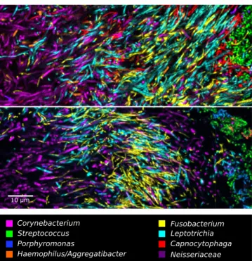 Fig. 5. Filaments and rods of several genera intermingle at micron scales in an annulus of the hedgehog structure