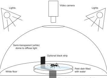 Fig. 1. Surface tension ‘surface tension of water was enough tosupport medium-sized leaf-cutting antworkers