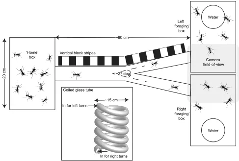 Fig. 2. Set-up to test the turning preference of ants. A small group of ants (<300) were given the choice of visiting either a left or right box when leavingoverhead camera (shaded area)