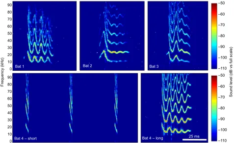 Fig. 2. Spectrograms of ‘setup before the activation of the high-pass criterion. These calls were the same in terms of the structure of the fundamental frequency before and after activationof the high-pass criterion