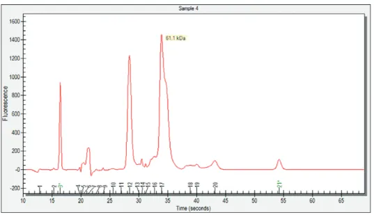 Fig . 4 .3 . Example of an electropherogram . All identified peaks are numbered, and the lower and upper markers are  indicated by a green asterisk (*)
