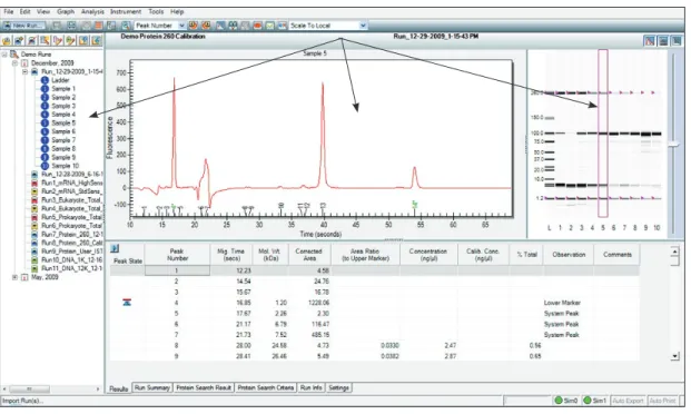 Fig . 4 .4 . Single-well view . As indicated by the arrows, a single electropherogram appears, the name of the sample is highlighted in the project  tree, and the corresponding lane in the virtual gel is outlined.