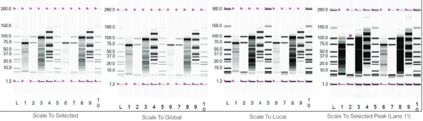 Fig . 4 .10 . Options for modifying the fluorescence intensity scale . Examples of how each option affects the display of a virtual gel are shown