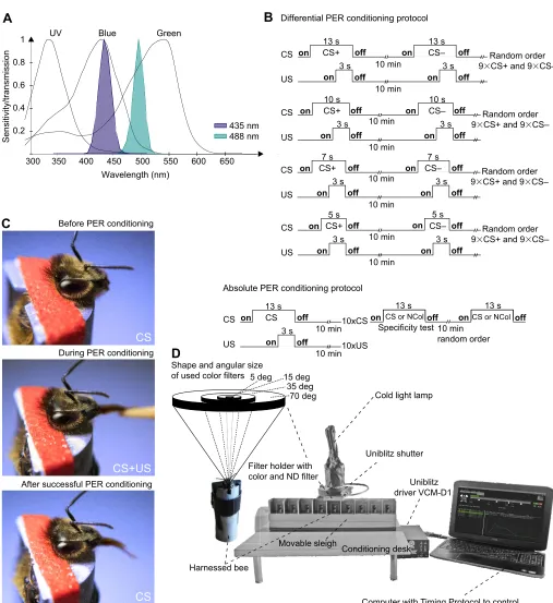 Fig. 1. Color stimuli, experimental setup and training protocols. (A) Spectral sensitivity of the three photoreceptor types ofvisual proboscis extension response (PER) conditioning
