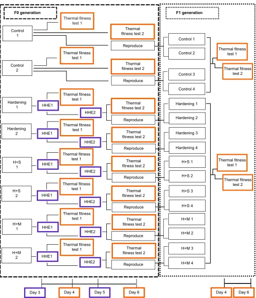 Fig. 1. Schematic diagram of the experimental design. Experiments were designed to test the efficacy of different hormonal or dietary regulators incombination with heat hardening to evaluate their effects on acute thermal-related fitness within and between
