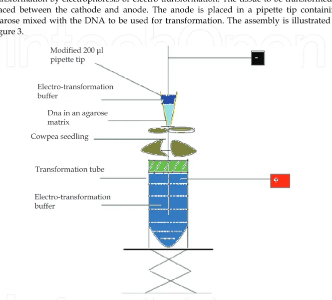 Fig. 3. Diagrammatic illustration of the electro-transformation equipment and experimental  set-up 