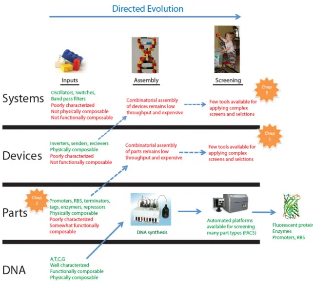 Figure 1-1  Directed evolution mapped onto an abstraction hierarchy for engineering  biological systems
