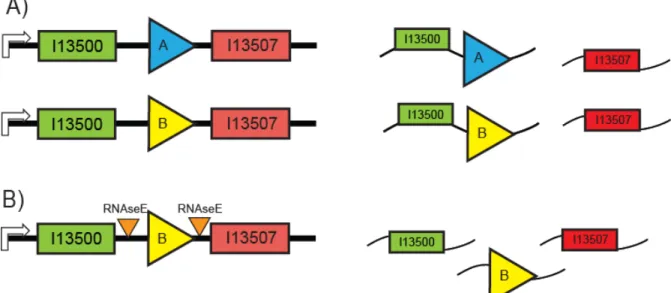 Figure 2-3  RNAseE sites were designed to insulate the reporter mRNA from the test  part or device mRNA
