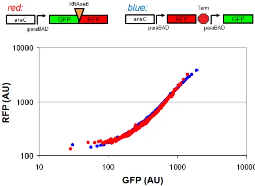 Figure 2-4  RNAseE sites help to insulate reporter mRNA stability 