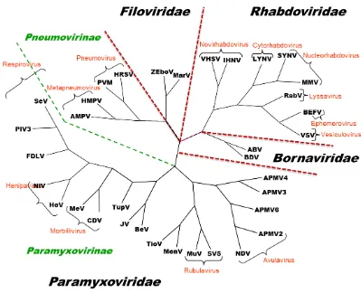 Figure 1.1| Unrooted phylogenetic tree of the Mononegavirales based on L gene 