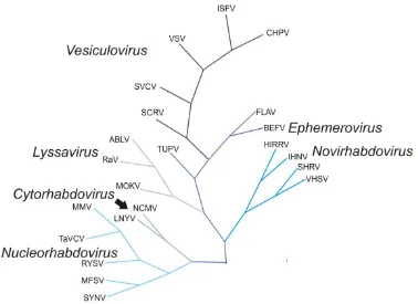Figure 1.2| Unrooted phylogenetic tree of the Rhabdoviridae based on L gene alignment