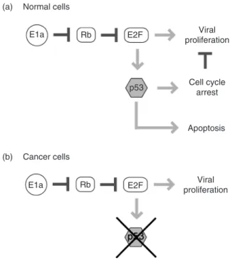 FIGURE 20.4 Onyx-015 viral vector circuit design for cancer gene therapy. In normal cells, (a) expression of viral vector gene E1a leads to increased E2F