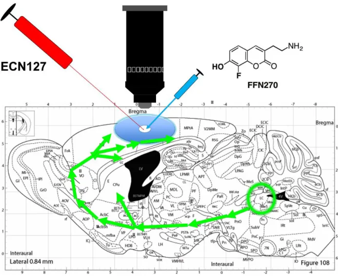Figure 3. Diagram of ECN127 experiment. The NE projections to the cortex from the LC are shown  in green
