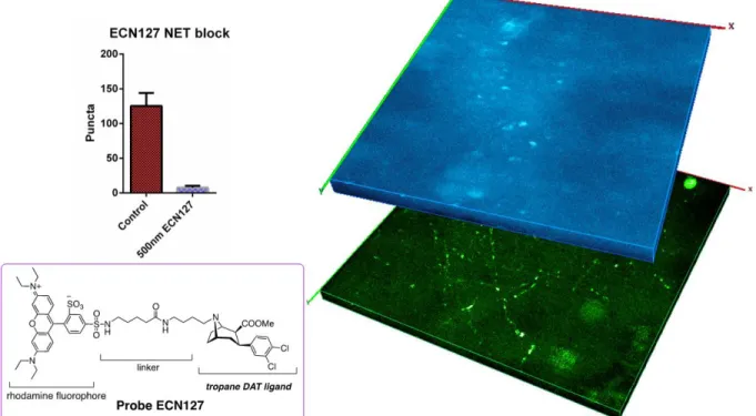 Figure 4. Pretreatment with NET inhibitor ECN127 blocks FFN270 loading. Pretreatment with  ECN127 results in fewer visualized FFN270 puncta than a control animal injected with only FFN270 (top  left)