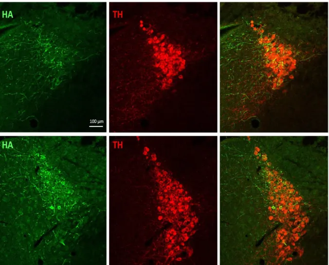 Figure 5. Immunostaining of viral injection into the LC. A viral vector expressing the epitope HA  was injected into the LC