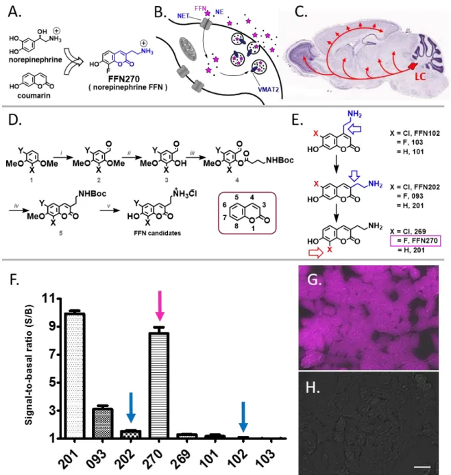 Figure 6. Design of NE-FFNs. A) Design of NE-FFNs combines structural features of NE with the coumarin  fluorescent  core
