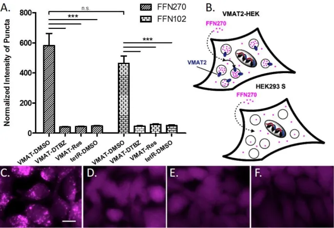 Figure 7. FFN270 is a VMAT2 substrate. A) VMAT2-dependent loading of FFN102 and FFN270 were compared  using the normalized intensity of puncta (number of puncta multiplied by average fluorescence intensity) in  VMAT2-HEK  cells  after  a  2h  incubation  (