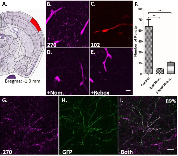 Figure 9. FFN270 is located in NE axons of the barrel cortex. Representative images FFN270 (B) and FFN102  (C) loaded into layer 1 of the barrel cortex (A, Bregma: -1.0 mm, Allen Brain Atlas) of acute murine brain slices  (10 µM, 30 min, 20 µm Z-projection