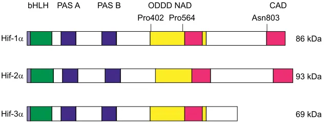 Fig. 1. Schematic representation of Hif protein structureaccording to Lisy and Peet (2008) and Rytko(2008).based on western blot analysis using zebrafish-specificantibodies (Kopp et al., 2011; Kö nen et al