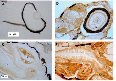Fig. 2. Immunohistochemical analysisshows the presence of Hif-1blocked with expressed Hif-1(=control), the head region with the eyeshowed no staining in a 4 dpf larvae, exceptfor unspecific black pigmentation.(B) Staining of the head region with a Hif-1spe