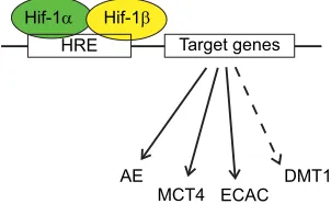 Fig. 3. Artificial increase and artificial knockdown of hif-1Modified from Tan et al. (2017)