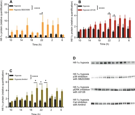 Fig. 5. Redox signalling involving the MAP kinase pathway selectively modulates the temporal expression of Hif-1α(measured using a custom-prepared antibody; Kopp et al., 2011) after 2 h of hypoxia at each time point over a whole circadian cycle under a lig