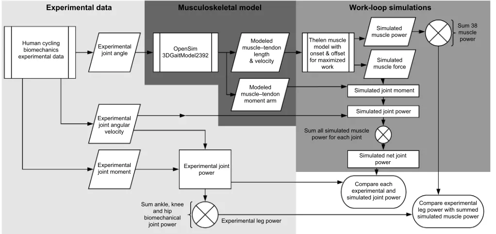 Fig. 1. Flow chart defining the steps in our study process in relation to specific variables