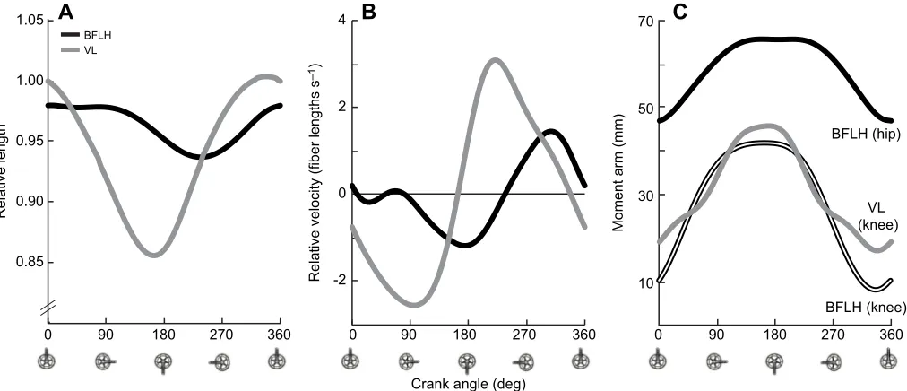 Fig. 2. Experimental cycling data for the hip, knee and ankle. (A) Joint angle, (B) joint angular velocity and (C) joint power values represent means acrossall 13 subjects previously reported by Martin and Brown (2009)