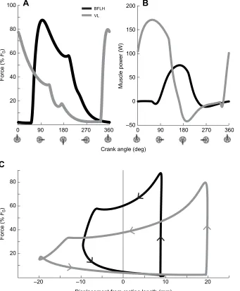 Fig. 4. Simulated force, power and work loops forrepresentative uniarticular and biarticularmuscles