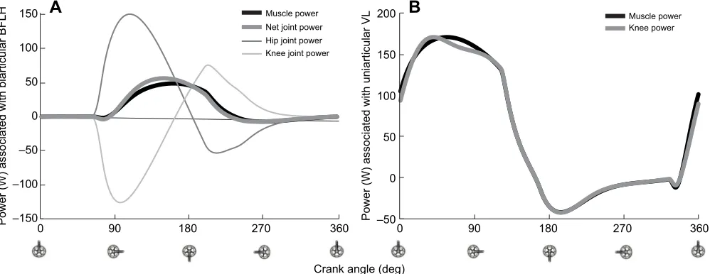 Fig. 5. Comparison of simulated muscle power for representative uniarticular and biarticular muscles