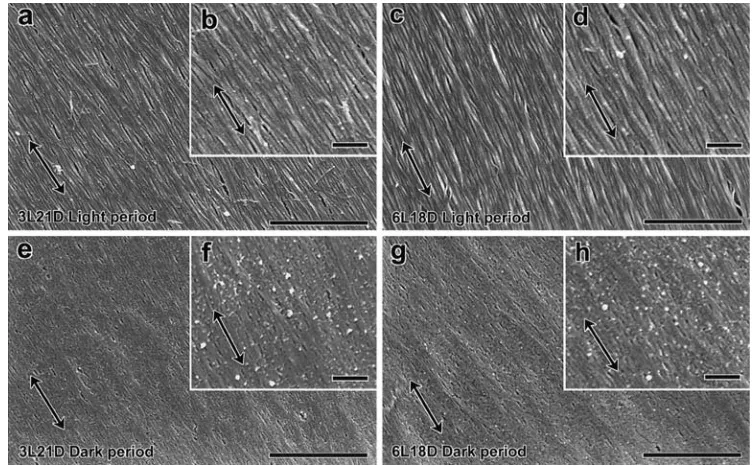 Fig. 2a–h. Innermost surfaces ofwith antiglucomannan antiserum(eaxes in the micrographs are verti-cal