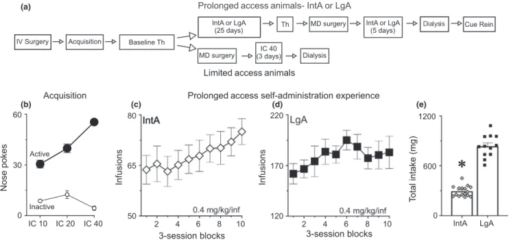 FIGURE 1  The flow diagram shows the overall experimental design and timeline for the experiment (a) (see methods for details)