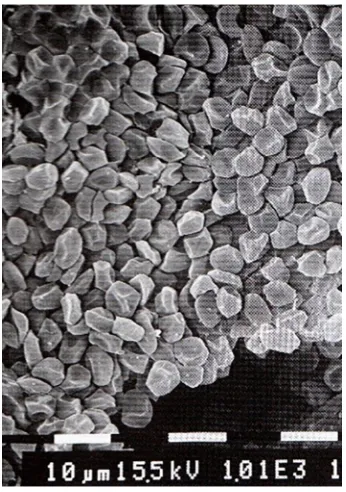 Fig. 2. Mass-specific total available oxygen storesfor a variety of adult seals and man, with relativedistribution in muscle, blood and lungs