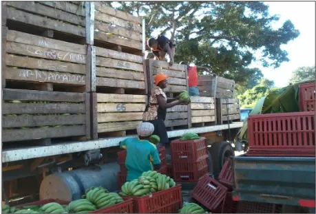 Figure 4.5Banana plantations in the study area (Honde Valley) (From FAO, 2014) 