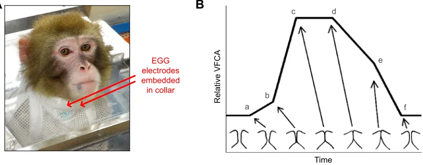 Fig. 1. Electroglottography (EGG). (A) Attachment of EGG electrodes in the experimental setup