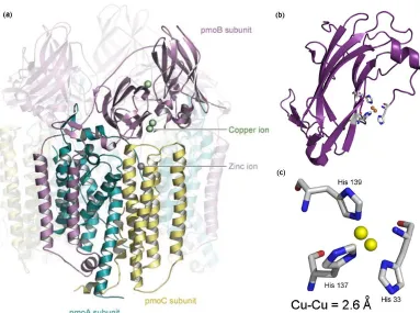 Figure 1.1: The pMMO (M. c. Bath) structure (pdb: 1YEW); (a) the full structure with one protomer highlighted, reproduced from ref 29; (b) the soluble domain pmoB; (c) the first coordination sphere of the dicopper metal center 